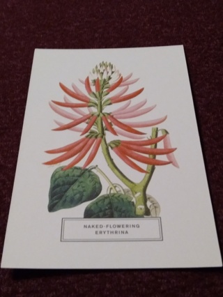 Botanical Postcard - NAKED-FLOWERING ERYTHRINA