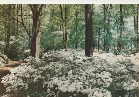 Vintage Unused Postcard: m: Winterthur Gardens, Winterthur, Delaware