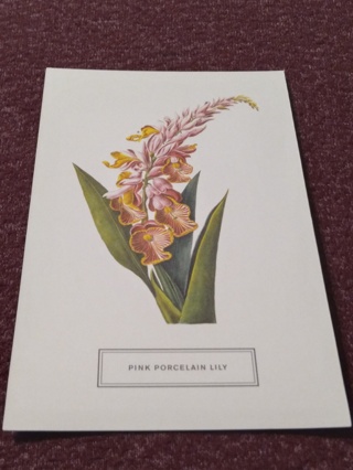 Botanical Postcard - PINK PORCELAIN LILY