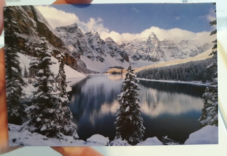 Snowy Trees on Lake postcard