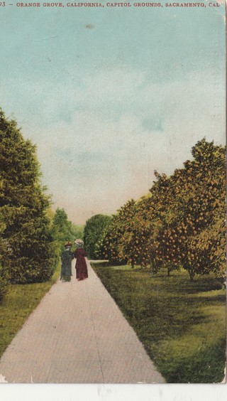 Vintage Used Postcard: (n): 1912 Orange Groves, Capitol Grounds, Sacrament, CA
