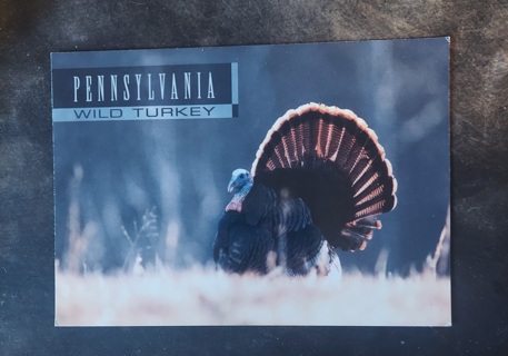 Wild Turkey Postcard 