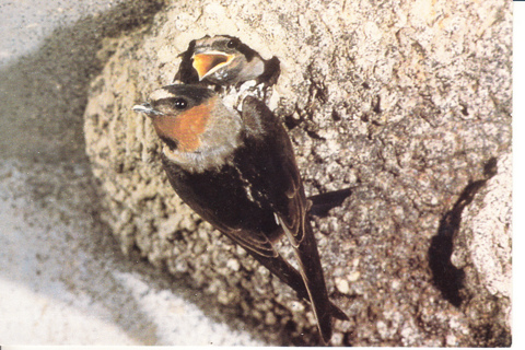 Vintage Postcard Swallows