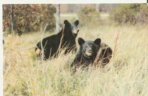 Vintage Unused Postcard: j: Bear