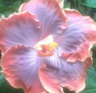 Creole Hibiscus