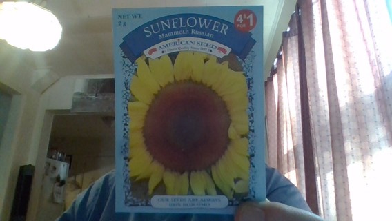 sunflower-mammoth russia seeds