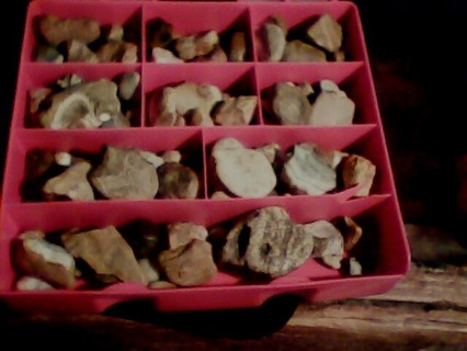 Case of Pretty fossil rocks