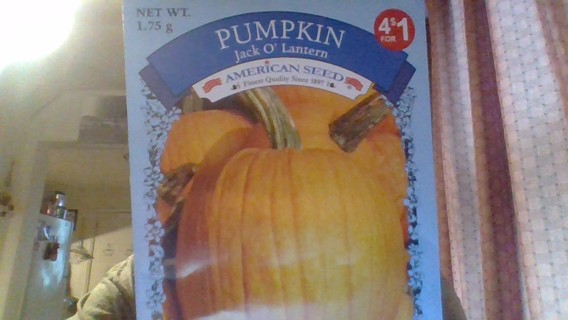 pumpkin-jack o lantern seeds