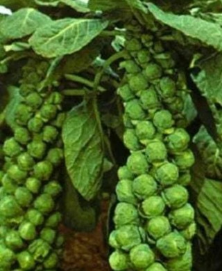 Catskills Brussel Sprouts 15 seeds