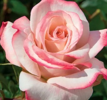 Pretty Pink and White Rose 