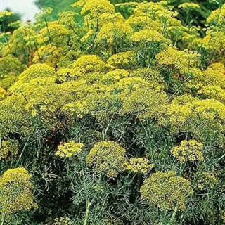 3000 seeds Dill Seeds for Gardening vegetable seeds