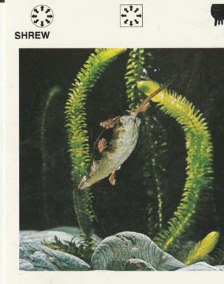 Vintage 1975 Leisure Books Animal Card crdgin5: SHREW