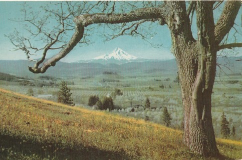 Vintage Unused Postcard: y: Mt Hood, Oregon