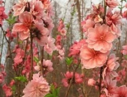 Peachy Ruffled Poppies--15 seeds