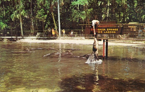 Vintage Postcard Florida Alligator