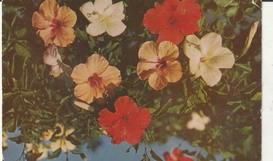 Vintage Used Postcard: d: Hibiscus