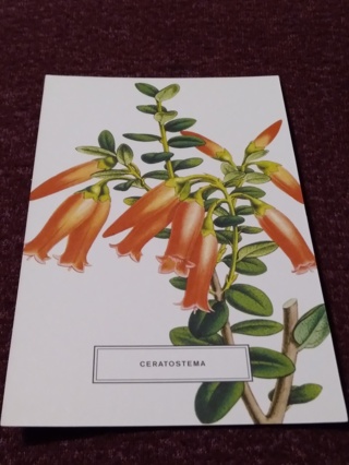 Botanical Postcard - CERATOSTEMA