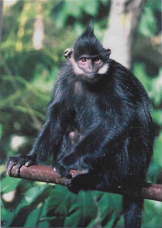 1993 Cardz World Famous San Diego Zoo #4 Francois' Langur