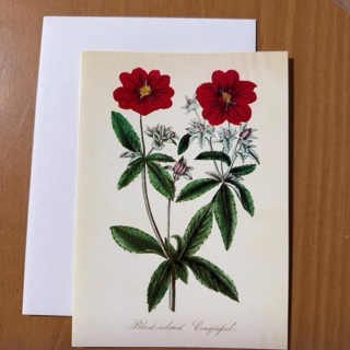 Blood-Colored Cinguefoil Note Card 