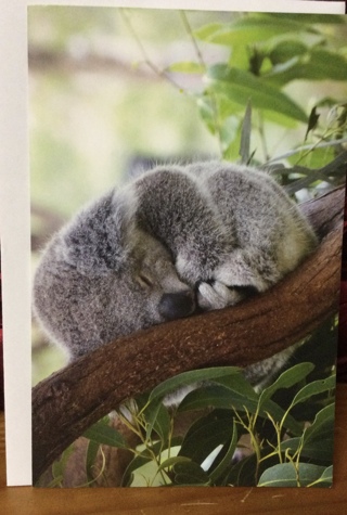 Sleeping Koala Bear Blank Card