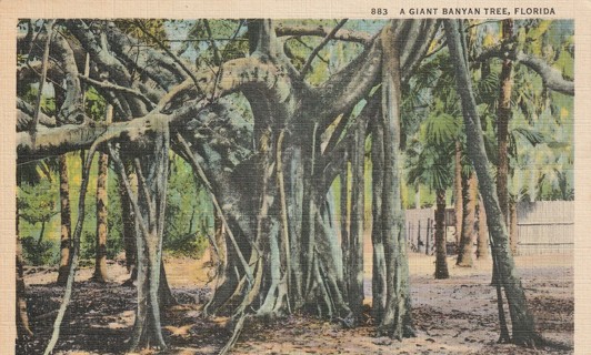 Vintage Used Postcard: GIN: Linen: Giant Banyan Tree, FL