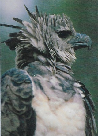 1993 Cardz World Famous San Diego Zoo #49 Harpy Eagle