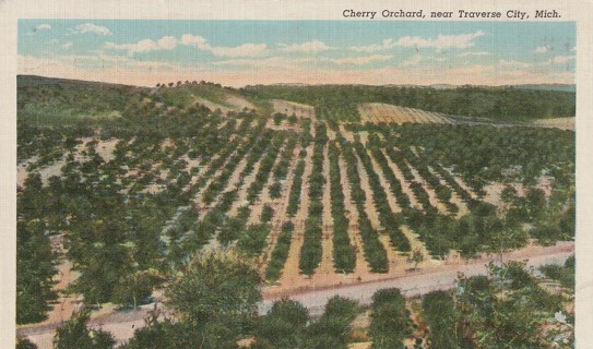 Vintage Used Postcard: d: 1943 Cherry Orchard near Traverse City, MI