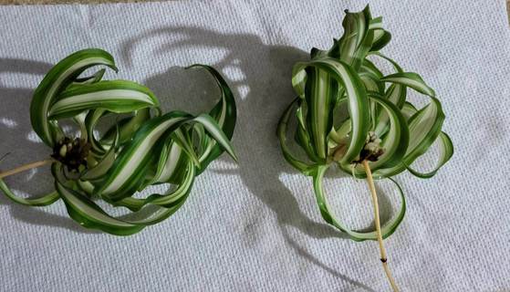 SPIDER PLANT APROX 4" - FREE SHIPPING