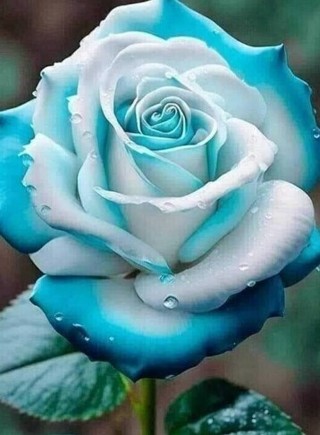 Blue and White Glamorous Rose