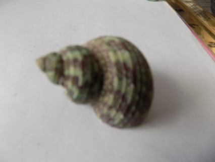 Green spiral sea shell 1 1/2 inch wide