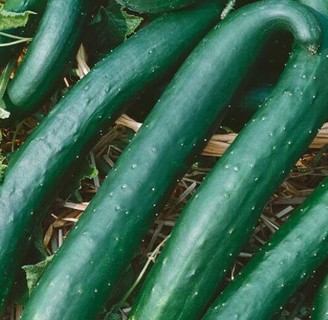 Green Dragon Cucumbers 5 seeds