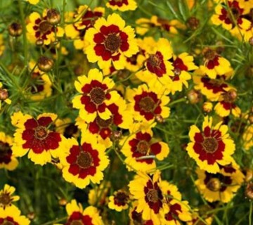 Coreopsis--15 seeds