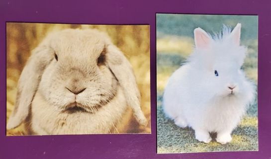 Cute Bunny Rabbit Magnets