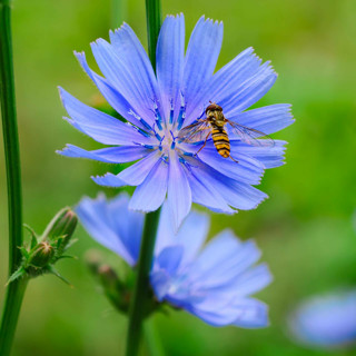 Blue Flowering Chicory 