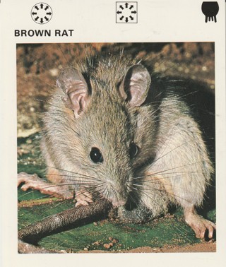 Vintage 1975 Leisure Books Animal Card crdgin5: BROWN RAT