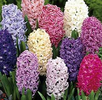 Hyacinth Mix