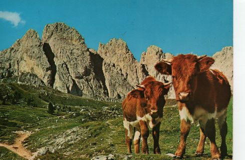used Postcard - young cows in the alpes