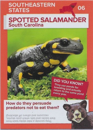 2016 Go Wild in the USA Southeastern States #6 Spotted Salamander