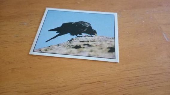 Alpine Chough