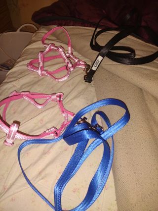 2 puppy halters and leash