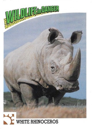  1992 Panini Wildlife in Danger #6 White Rhinoceros