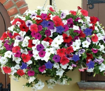 Petunia Mix!