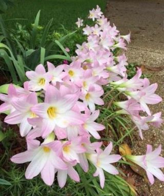 8 Fairy Lily, PINK Rain Lily (Habranthus robutus) small bulbs. FREE SHIPPING