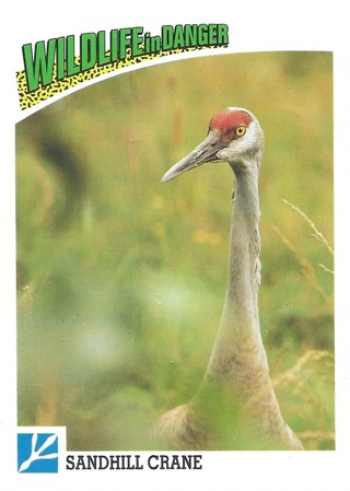 1992 Panini Wildlife in Danger #70 Sandhill Crane