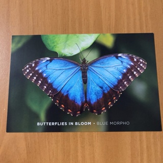 Butterflies in Bloom Post Card