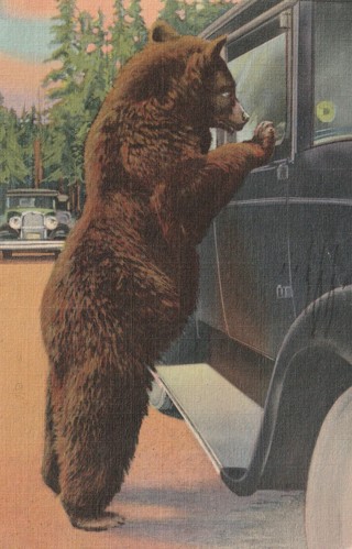 Vintage Used Postcard: d: Hold Up Bear, Yellowstone