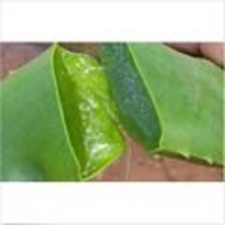 3 Aloe Vera rooted Medicine Plants