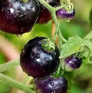 Organic Black Cherry Tomatoes--5 seeds