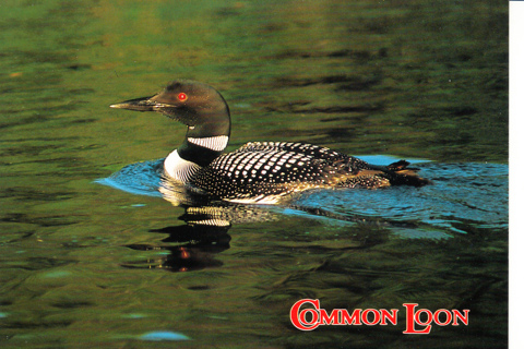 Vintage Postcard Common Loon