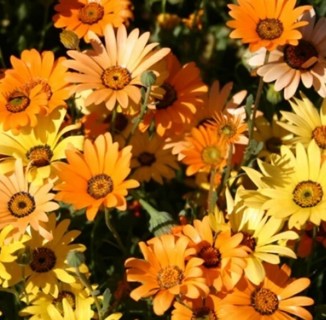 African Daisy Mixed Colors